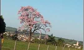 Itajobi - Itajobi-SP-Paineira rosa e a cidade-Foto:Luzia Frata