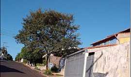 Itajobi - Itajobi-SP-Rua da cidade-Foto:Luzia Frata
