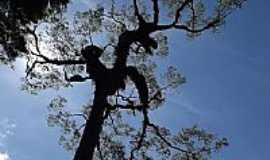 Itu - Jequitib de 500 anos na Estrada Parque em Itu-SP-Foto:Pedro PAULO