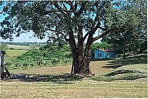 Imagem de Junqueira, distrito de Junqueir�polis - SP