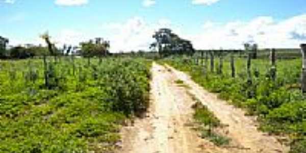 Estrada de terra na rea rural em Pirip-BA-Foto:Cssio - jacaraci