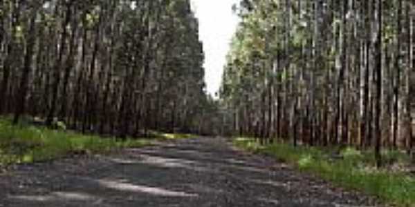 Estrada da Usina de Lobo-Foto:J.Roberto B. Lamoso  