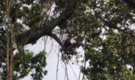 Macatuba - Bugil-bicho da nossa terra - mata rio tiet, Por Toninha