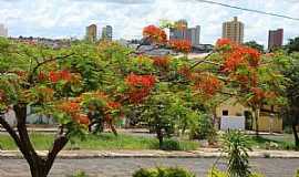 Olmpia - Olmpia-SP-Flamboyant na Avenida e ao fundo a centro-Foto:Urias E. Takatohi