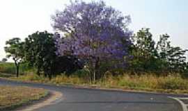 Palmares Paulista - Palmares Paulista pe Roxo por Jos Bento Chimello