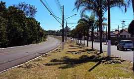 Pirassununga - Pirassununga-SP-Coqueiros na Rua Germano Dix-Foto:Reginaldo Resende