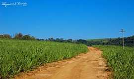 Pirassununga - Pirassununga-SP-Estrada e cana de aucar-Foto:Reginaldo Resende