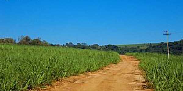 Pirassununga-SP-Estrada e cana de aucar-Foto:Reginaldo Resende