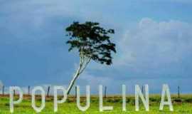 Populina - trevo de Populina, Por Luiz Donizeti Lucatti