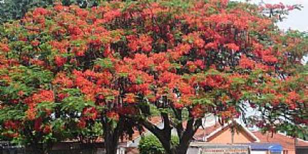 Primavera-SP-Flamboyant na praa no centro-Foto:Jmer