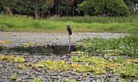 Salto Grande - Gavio Pescador na Represa de Salto Grande-SP-Foto:J.Roberto B. Lamoso 