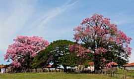 Santa Adlia - Santa Adlia-SP-Paineiras floridas-Foto:STUBRIC