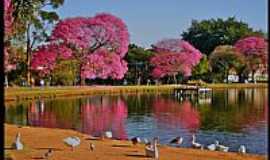 So Paulo - So Paulo-SP-Aves no Lago do Parque do Ibirapuera-Foto:AntonioJVidaL