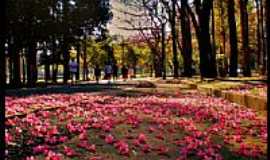 So Paulo - So Paulo-SP-Trilha de flores no Parque do Ibirapuera-Foto:AntonioJVidaL