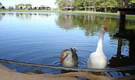 So Pedro - So Pedro-SP-Lago do Parque Maria Anglica-Foto:lwada