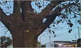 Suinana - Figueira antiga, Por daniela