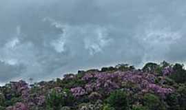 Tapira - Tapera-SP-Manacs floridos na serra-Foto:LuziACruzFrata