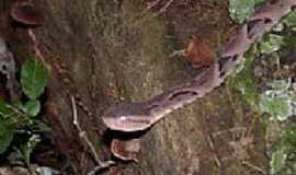 Teodoro Sampaio - Teodoro Sampaio-SP-Fauna e Flora do Parque Estadual