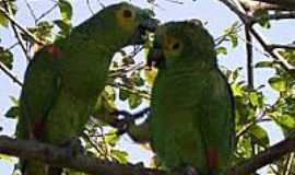 Teodoro Sampaio - Teodoro Sampaio-SP-Fauna e Flora no Parque Estadual