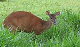 Teodoro Sampaio - Teodoro Sampaio-SP-Fauna e Flora do Parque Estadual