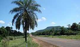 Teodoro Sampaio - Teodoro Sampaio-SP-Palmeira com ninhos e ao fundo a Serra do Diabo-Foto:Isa Lanziani