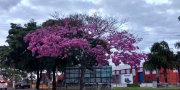 Yp rosa prximo terminal rodovirio e av.tabajaras - Por Reinaldo