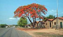 Axix do Tocantins - Axix do Tocantins-TO-Flamboyant na entrada da cidade-Foto:Fernando Cunha