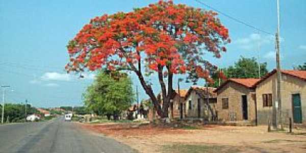 Axix do Tocantins-TO-Flamboyant na entrada da cidade-Foto:Fernando Cunha