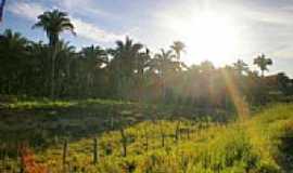 Buriti do Tocantins - Pr do sol sobre babaus em Buriti do Tocantins-TO por Odir Correira