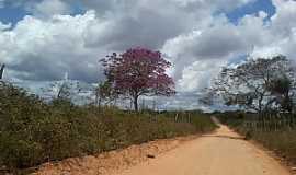 Lagoa da Pedra - Lagoa de Pedra-AL-Ip roxo na estrada-Foto:PtAf