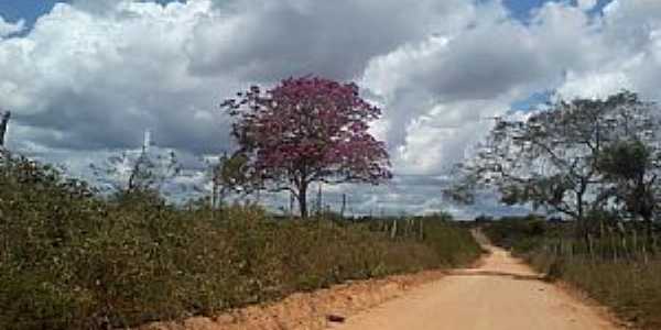 Lagoa de Pedra-AL-Ip roxo na estrada-Foto:PtAf