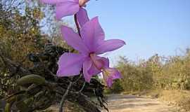 Pindorama do Tocantins - Pindorama do Tocantins-TO-Orqudea na estrada-Foto:janesjose