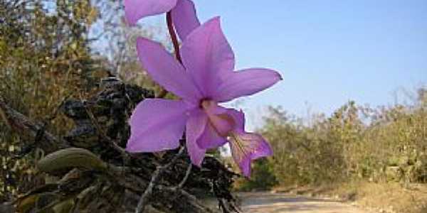 Pindorama do Tocantins-TO-Orqudea na estrada-Foto:janesjose