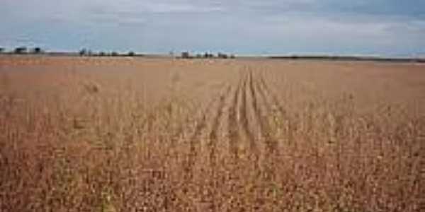 Plantao-Foto:santarosadotocantins