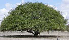 Santaluz - Santaluz-BA-Umbuzeiro rvore smbolo da caatinga-Foto:donato andrade junior