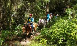 Tatu na Trilha Ecoturismo