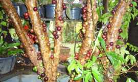 Pousadas em So Joaquim de BicasMGPousada Restaurante Nature em So Joaquim de Bicas