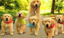 Outros servios em SorocabaSPPersonal DOG em Sorocaba