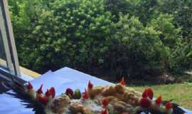 Outros servios em Governador Celso RamosSCRestaurante Mar  Vista em Governador Celso Ramos
