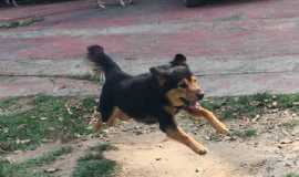 Outros servios em Pedro de ToledoSPRecanto dos Animais Fofinhos em Pedro de Toledo