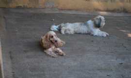 Hotis em So Joo NepomucenoMGRoyal Ocean Kennel Hotel e Spa em So Joo Nepomuceno